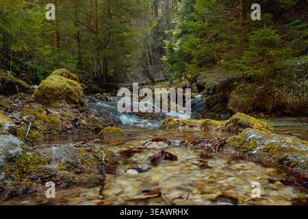 Scène paisible de la rivière de la forêt. Eau de montagne tranquille coulant au-dessus de pierres couvertes de mousse sous la canopée de la forêt Banque D'Images