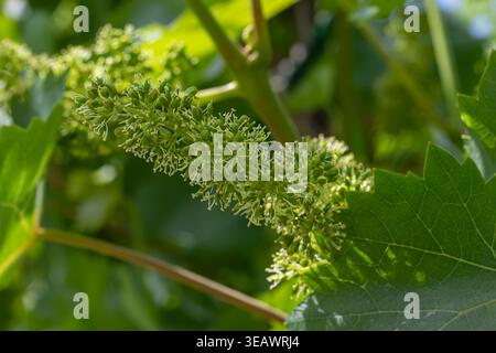 Des grappes de petits raisins verts se forment sur des vignes épaisses entourées de feuilles vertes vibrantes cadre viticole ensoleillé indiquant le début de la croissance estivale. Banque D'Images