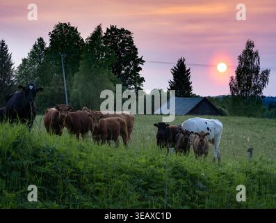 Vaches et veaux pâturant dans un pâturage au coucher du soleil dans la Lettonie rurale Banque D'Images