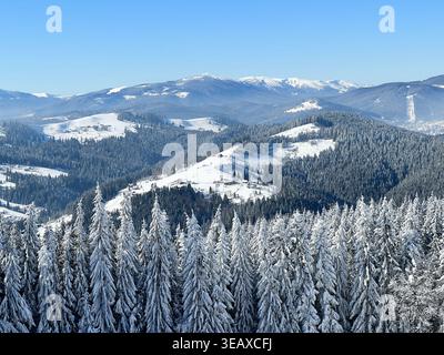 Scène hivernale à couper le souffle avec des arbres à feuilles persistantes chargés de neige au premier plan, avec des collines enneigées et des forêts denses en arrière-plan. Paysage baigné de lumière du soleil sous un ciel bleu clair. Banque D'Images
