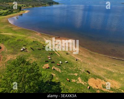 Vue aérienne du lac Kerkini avec un troupeau de vaches et de chevaux qui paissent sur la côte verte sous un ciel bleu clair Serres, Grèce. Banque D'Images