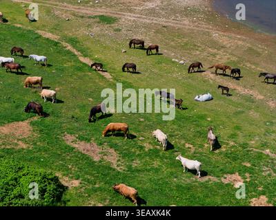 Vue aérienne de chevaux et de vaches qui paissent sur de l'herbe verte luxuriante près de la rive du lac Kerkini à Serres, Grèce. Banque D'Images