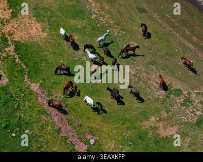Vue aérienne d'un troupeau de chevaux sauvages qui paissent sur les pâturages verdoyants près du lac Kerkini, Serres, Grèce. Banque D'Images