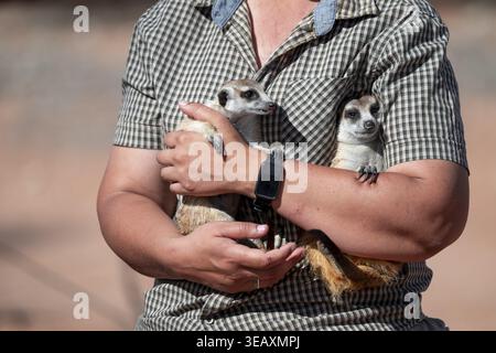 Femme tenant une suricate (Suricatta suricata) dans ses mains, centre de reproduction de suricates, Cap Nord, Afrique du Sud Banque D'Images
