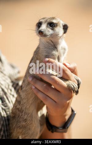 Femme tenant une suricate (Suricatta suricata) dans ses mains, centre de reproduction de suricates, Cap Nord, Afrique du Sud Banque D'Images
