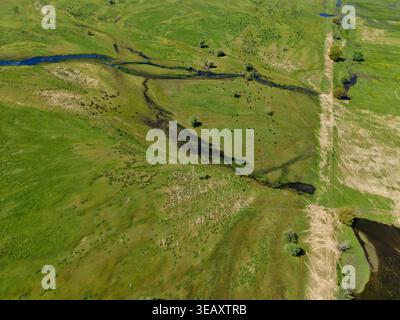 Vue aérienne des zones humides du lac Kerkini avec des buffles d'eau pâturant sur des prairies verdoyantes et des canaux d'eau sinueux sous la lumière du soleil de Serres, Grèce. Banque D'Images