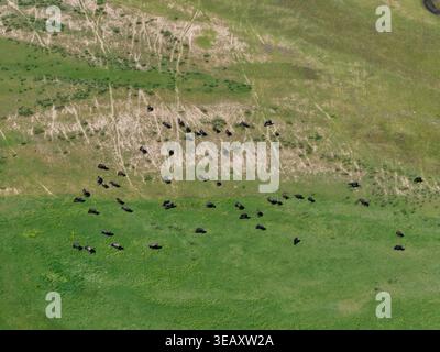 Vue aérienne d'un troupeau de buffles d'eau pâturant sur des pâturages verdoyants avec des traces d'animaux visibles près du lac Kerkini Serres, Grèce. Banque D'Images