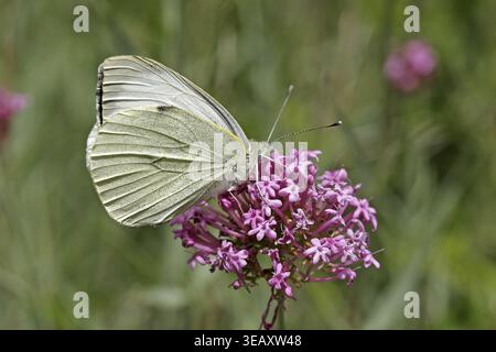 Pieris brassicae, gros chou blanc sur fleur d'éperon rouge, Centranthus ruber Banque D'Images