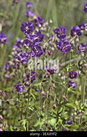 Géranium phaeum, var lividum, bec brun de cigogne Banque D'Images