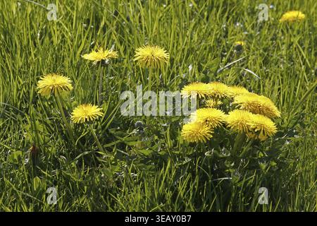 Taraxum officinale, pissenlit de prairie Banque D'Images