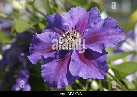 Clematis' Justa ', Clematis Banque D'Images