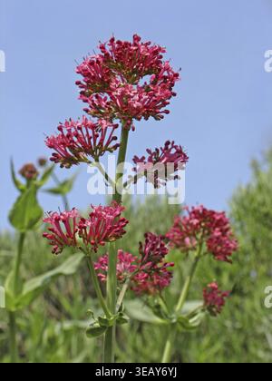 Centranthus ruber, fleur d'éperon rouge Banque D'Images