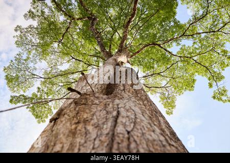Vue en angle bas de l'arbre et de la feuille sur la branche contre le ciel bleu Banque D'Images