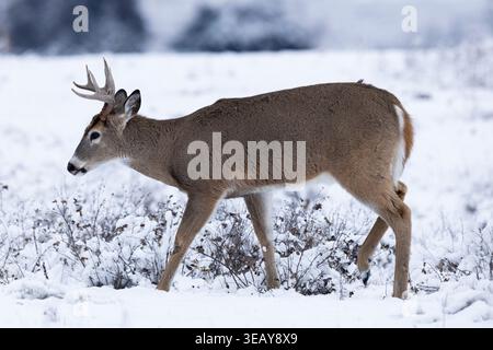 Whitetail Deer Buck Walkign dans la neige couvert Prairie Habitat Banque D'Images
