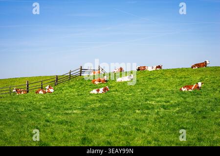 Vaches brunes et blanches qui paissent et se reposent sur un pâturage vert avec ciel bleu et clôture, ouest des pays-Bas Banque D'Images