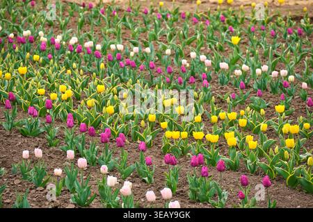 Vue large du parterre de fleurs avec des rangées de tulipes jaunes, violettes et rose pâle fleurissant dans un sol sombre, scène de jardin printanier naturel dans la lumière du jour douce Banque D'Images