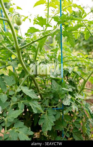 Tomates vertes non mûres poussant sur la vigne avec support de jardin Banque D'Images