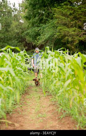Teckel qui traverse des rangées de plants de maïs avec une personne qui marche Banque D'Images
