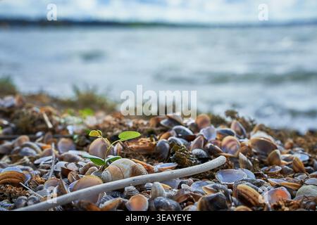 Jeune plante poussant parmi les coquillages sur la rive du lac de Garde, en Italie, symbolisant la résilience, le renouvellement et la conservation de la nature Banque D'Images