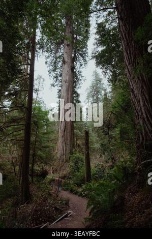 Personne randonnée sur un chemin dans la forêt de séquoias Banque D'Images