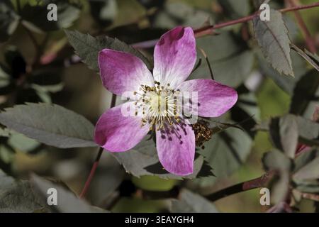 Rosa glauca, syn. Rosa rubrique, rose à feuilles rouges, rose à feuilles rouges, rose à brochets - Rosa glauca, rose à feuilles rouges, rose à feuilles rouges Banque D'Images