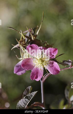 Rosa glauca, syn. Rosa rubrique, rose à feuilles rouges, rose à feuilles rouges, rose à brochets - Rosa glauca, rose à feuilles rouges, rose à feuilles rouges Banque D'Images