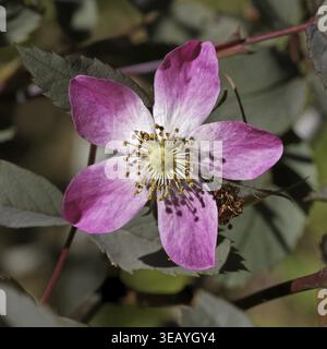 Rosa glauca, syn. Rosa rubrique, rose à feuilles rouges, rose à feuilles rouges, rose à brochets - Rosa glauca, rose à feuilles rouges, rose à feuilles rouges Banque D'Images