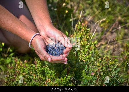 Mains tenant des bleuets sauvages fraîchement cueillis dans une prairie alpine dans la vallée d'Aoste, en Italie, pendant la récolte des baies d'été. Banque D'Images