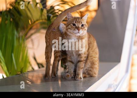 Chat tabby orange perché sur un rebord ensoleillé à marsa alam, egypte, regardant ses environs tropicaux avec un regard calme et curieux contre PA flou Banque D'Images