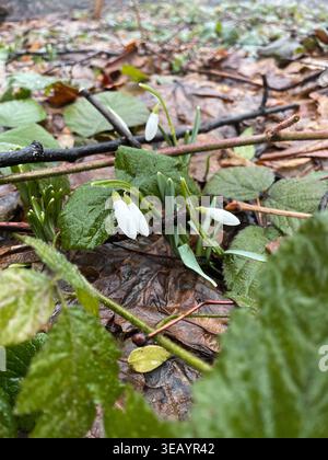 Amas de fleurs de perce-neige épanouies parmi des feuilles mouillées sur le sol de la forêt. Vue rapprochée naturelle représentant le début du printemps et la transition saisonnière. Banque D'Images
