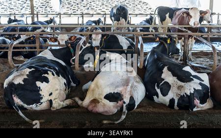 Groupe de vaches laitières Holstein noires et blanches reposant dans un système moderne de cabines de grange sur une ferme commerciale Banque D'Images