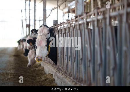 Vaches laitières Holstein noires et blanches mangeant de la nourriture derrière une clôture métallique dans un cadre de grange industrielle moderne Banque D'Images