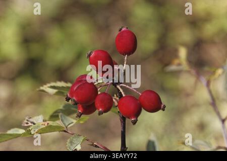 Rosa glauca, syn. Rosa rubrique, rose à feuilles rouges, rose à feuilles rouges, rose à brochet avec hanches roses - Rosa glauca, rose à feuilles rouges, rose à feuilles rouges avec hanches roses Banque D'Images