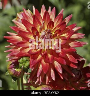 Dahlia hybride 'Karma bon Bini', Cactus Dahlia, Dahlia décoratif - Dahlia hybride 'Karma bon Bini', Cactus Dahlia, Dahlia décoratif Banque D'Images