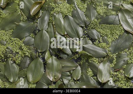 Potamogeton natans, herbe de frai flottante - Potamogeton natans, pondweed à feuilles larges, pondweed flottant, pondweed flottant à feuilles flottantes, plante aquatique Banque D'Images