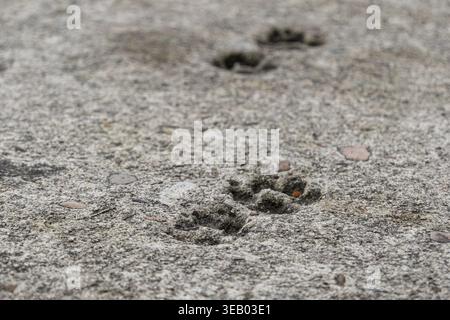 Empreintes de pattes de chat imprimées dans un chemin concret. Papier peint à empreinte de piste d'animaux. Plancher de ciment endommagé, problèmes sur un chantier de construction. Mise au point sélective Banque D'Images