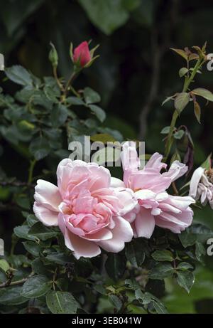 Rosa Felicia Albertine. Deux bourgeons florissants Roses Morgengruss entourés de feuillage vert d'un buisson, dans le jardin. Fleurs de couleur rose saumon, close u Banque D'Images