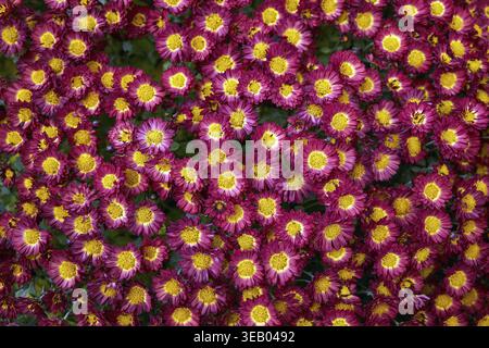 Chrysanthèmes rouges avec des centres jaunes fleurissant dans un cadre plein. Vue rapprochée du Chrysanthemum morifolium pour la saison d'automne Banque D'Images