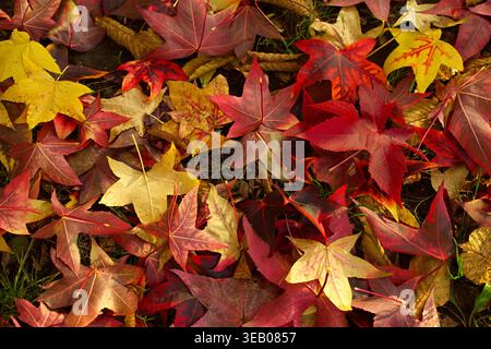 Feuilles d'automne d'érable tombées dans différentes nuances de rouge et de jaune. Photo de haute qualité Banque D'Images