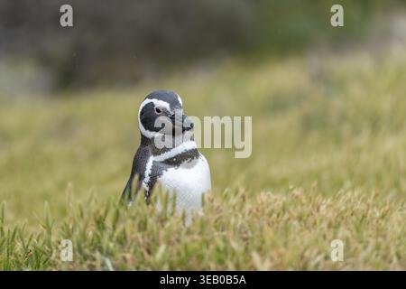 Manchot magellanique (Spheniscus magellanicus), oiseau adulte debout dans les prairies, portrait, péninsule de Valdes, province de Chubut, Argentine Banque D'Images