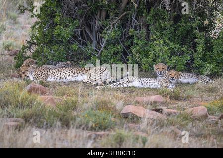 Guépard (Acinonyx jubatus), femelle adulte avec oursons, Mountain Zebra National Park, Eastern Cape, Afrique du Sud Banque D'Images