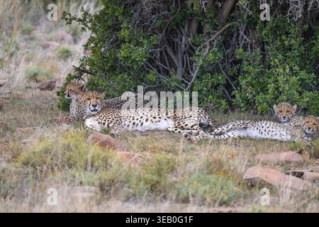 Guépard (Acinonyx jubatus), femelle adulte avec oursons, Mountain Zebra National Park, Eastern Cape, Afrique du Sud Banque D'Images