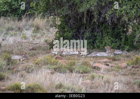 Guépard (Acinonyx jubatus), femelle adulte avec oursons, Mountain Zebra National Park, Eastern Cape, Afrique du Sud Banque D'Images