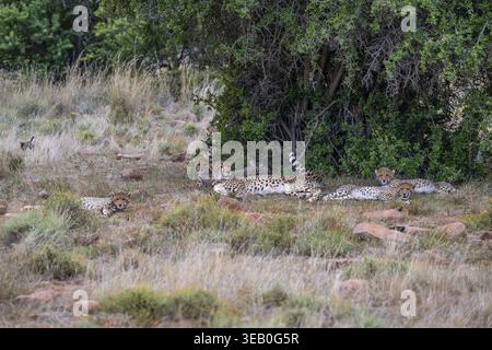 Guépard (Acinonyx jubatus), femelle adulte avec oursons, Mountain Zebra National Park, Eastern Cape, Afrique du Sud Banque D'Images