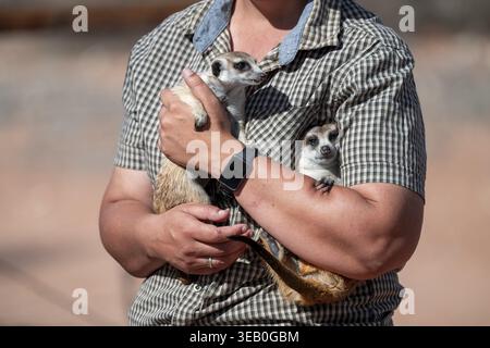 Femme tenant une suricate (Suricatta suricata) dans ses mains, centre de reproduction de suricates, Cap Nord, Afrique du Sud Banque D'Images