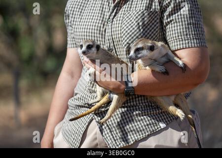 Femme tenant une suricate (Suricatta suricata) dans ses mains, centre de reproduction de suricates, Cap Nord, Afrique du Sud Banque D'Images