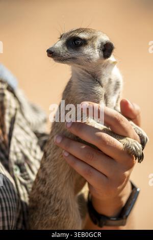 Femme tenant une suricate (Suricatta suricata) dans ses mains, centre de reproduction de suricates, Cap Nord, Afrique du Sud Banque D'Images