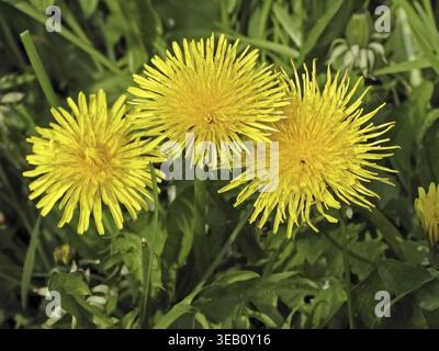 Taraxum officinale, pissenlit de prairie Banque D'Images