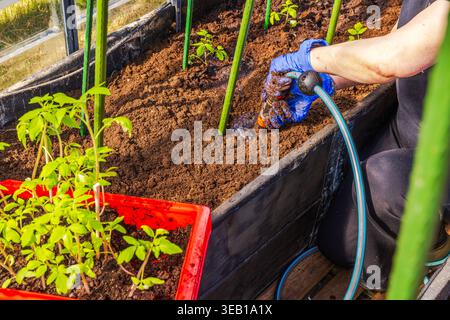 Vue rapprochée de la femme arrosant le trou de plantation dans le lit de serre avant la plantation de plants de tomates. Suède. Banque D'Images