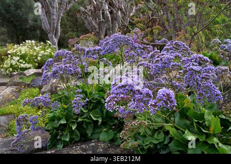 Lavande de mer de Perez (Limonium perezii) grandes plantes avec beaucoup de fleurs dans un parc Banque D'Images